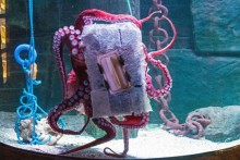 DIY-Sponge-Octopus-Toy