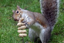 DIY-Squirrel-Peanut-Treat