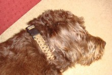 DIY-String-Dog-Collar