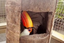 DIY-Toucan-Nest-Log