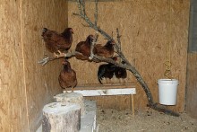 DIY-Tree-Chicken-Roost