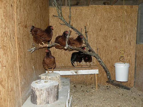 Chicken Coop Roost Diy tree chicken roost - petdiys.com