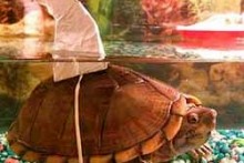DIY-Turtle-Shark-Costume