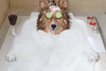 DIY-pH-Balanced-Dog-Shampoo