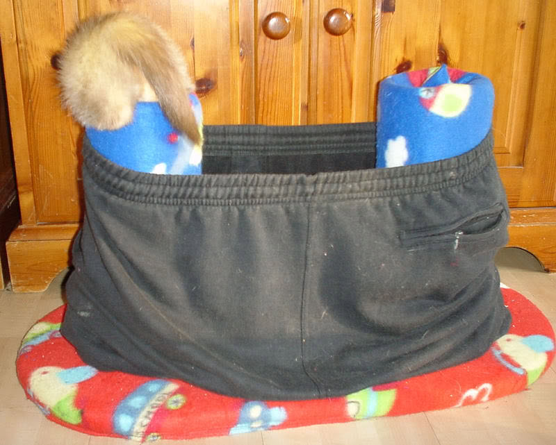 DIY Ferret Pants Condo - petdiys.com