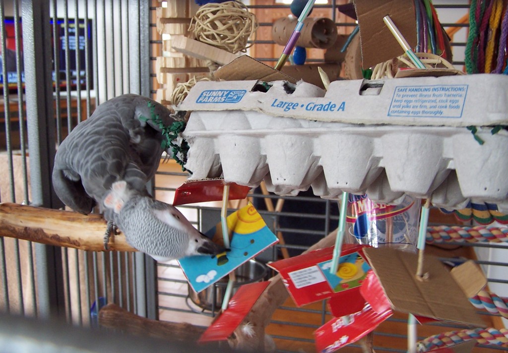 Foraging Toys For Parrots 82