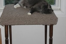 End-Table-Cat-Perch