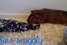 Fabric-Guinea-Pig-Snuggly