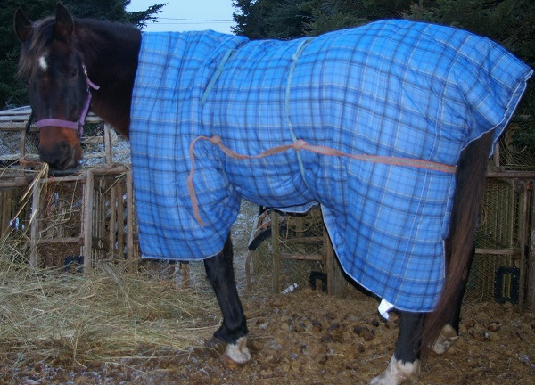 Diy Horse Blanket Petdiys Com