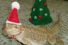 Fabric-Reptile-Santa-Hat