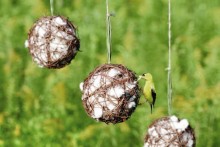 Grapevine-Ball-Nest-Material-Dispenser