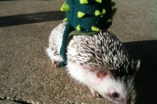 Hedgehog-Cactus-Costume