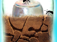 Jar-Ant-Farm