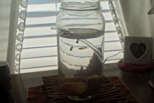 Jar-Self-Cleaning-Fish-Tank