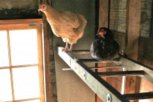 Ladder-Chicken-Perch