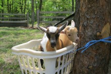 Laundry-Basket-Hay-Trough