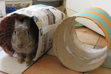 Newspaper-Bunny-Tunnel