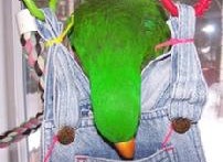 Overalls-Parrot-Foraging-Toy