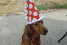 Paper-Dog-Party-Hat