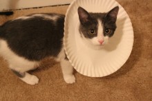 Paper-Plate-Cat-Cone-Collar