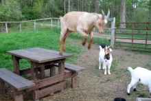 Picnic-Table-Goat-Mountain