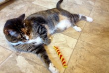 Pipe-Cleaner-Cat-Toy