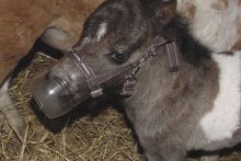 Plastic-Bottle-Foal-Muzzle