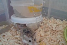 Plastic-Container-Hamster-Hide