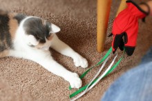 DIY Ribbon Glove Cat Toy