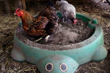 Sandbox-Chicken-Dust-Bath