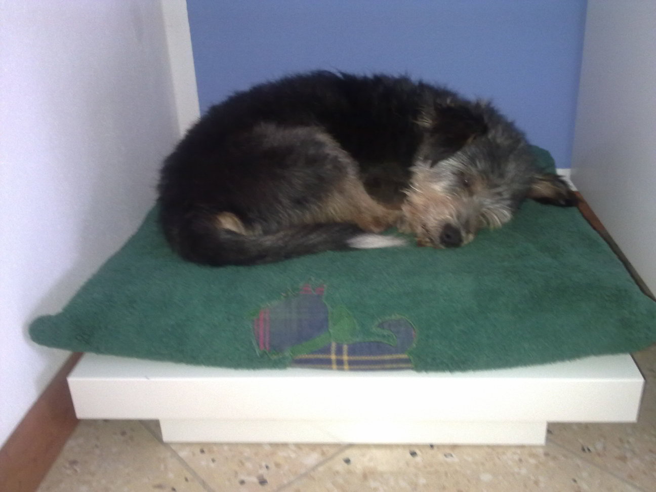 dog futon bed