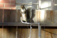 Squirrel-Obstacle-Course