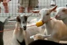 String-Goat-Toy
