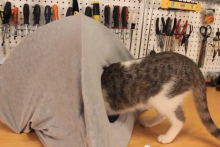 T-Shirt-Cat-Tent