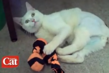 Tights-Cat-Toy