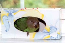 Tissue-Box-Bird-Nest