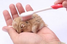 Toothbrush-Hamster-Grooming
