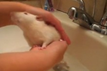 Vinegar-Rat-Shampoo1