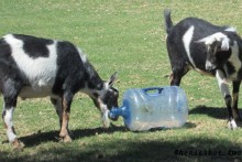 Water-Jug-Goat-Toy