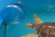 Water-Jug-Turtle-Toy