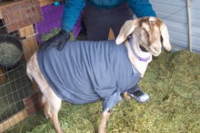 Zipper-Sweater-Goat-Coat