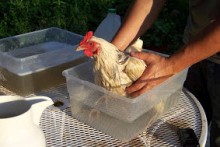 DIY Chicken Bath