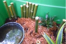 Bamboo-Stick-Terrarium-Perch
