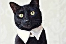 DIY Cat Dress Collar