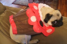 DIY Dog Cupcake Costume