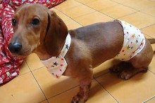 DIY-Dog-Diaper-Bikini