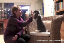 DIY Rabbit High Five Trick