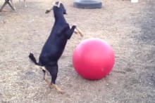 Yoga Ball Goat Toy