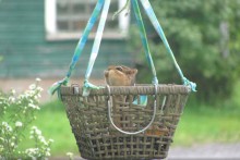 DIY-Basket-Squirrel-Feeder