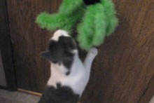 Feather-Boa-Cat-Toy